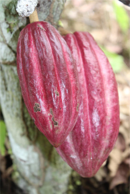 Barra de Chocolate de 75% Cacao - Imagen 2