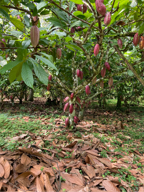 Barra de Chocolate de 75% Cacao - Imagen 3