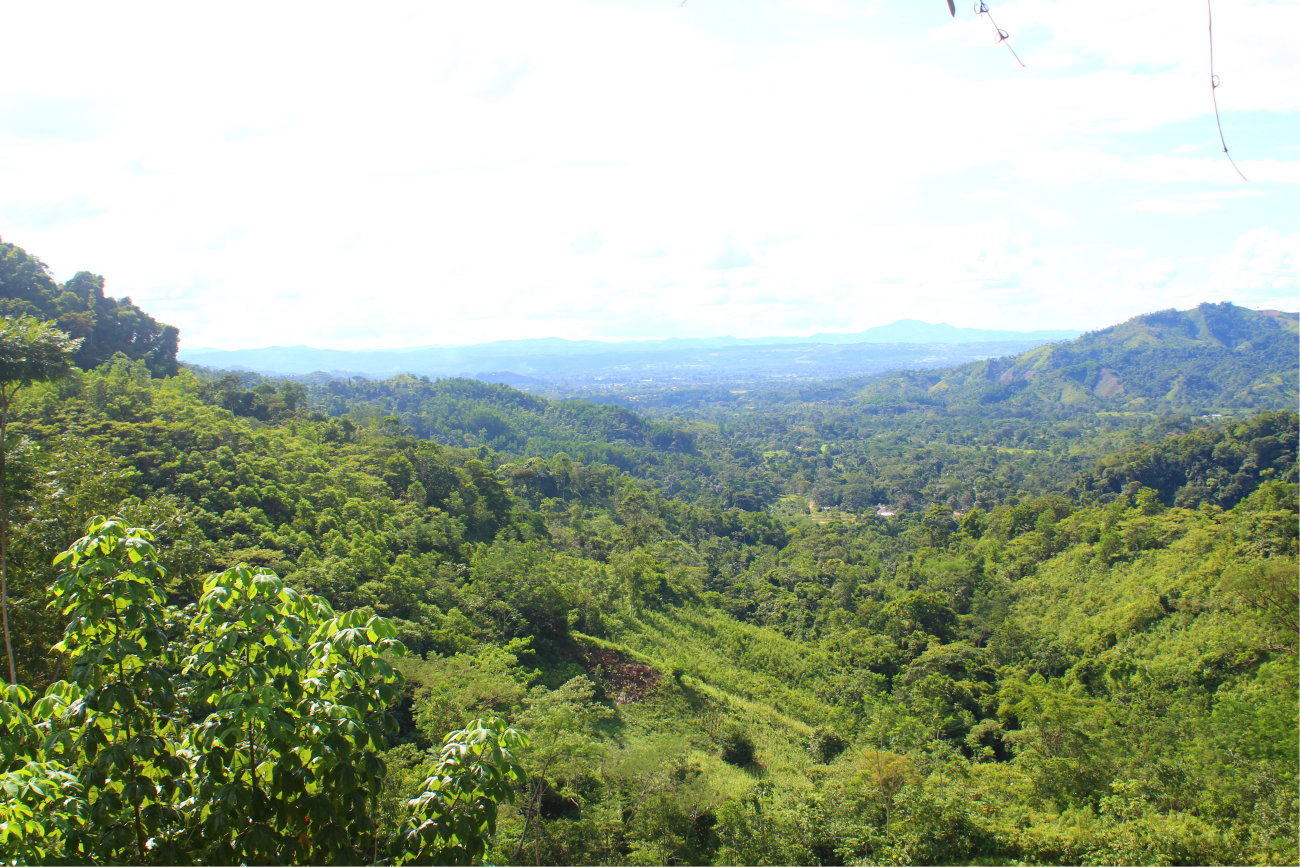 Barra de Chocolate 65% Cacao - Imagen 3