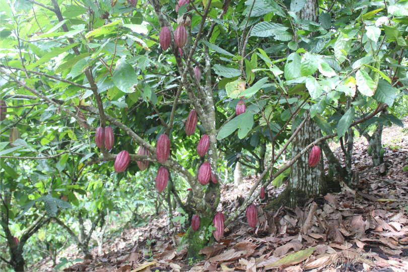 Barra de Chocolate de 75% Cacao - Imagen 4